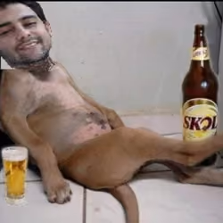 Feii Dog