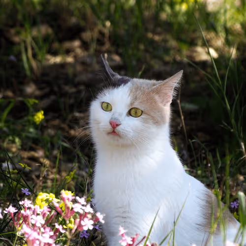 Item #35873152374161071277145740786712931084069607391984224962068592413440147980289 Media