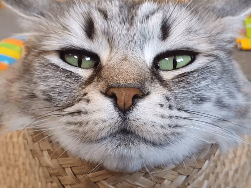 Untitled Collection #89703359