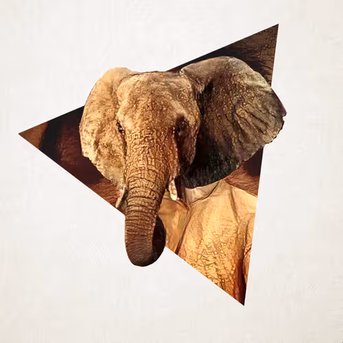 Item #19666948566759485662770535688776361214672286684098002644730326663485399760897 Media