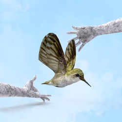 Createing new planet 025  hummingbird mini bird