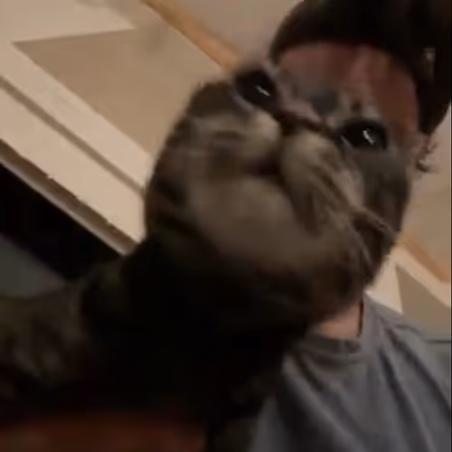 Justincats