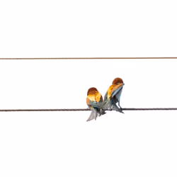 birds symphony 4