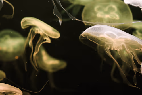 Item #109980672085009053245204240286597160997674954675276391308210483286397780230145 Media