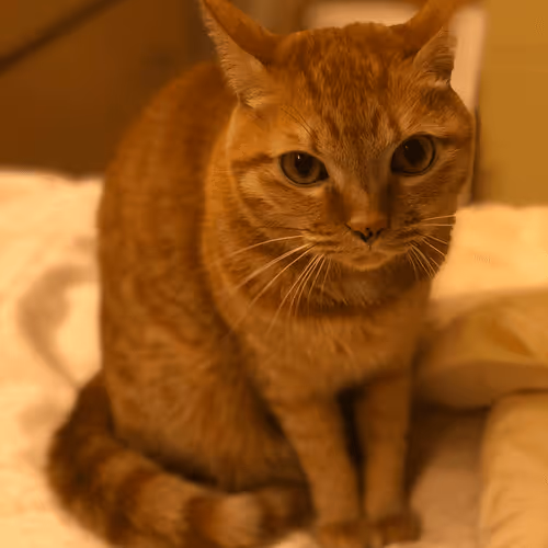 A cat a day keeps the doctor away - 25