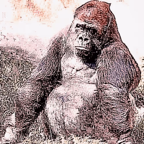 Item #105394010161551018097936078642910549059002323015222353178191529119000154865665 Media