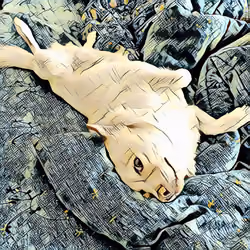 sleepy dog 5 ( chihuahua )