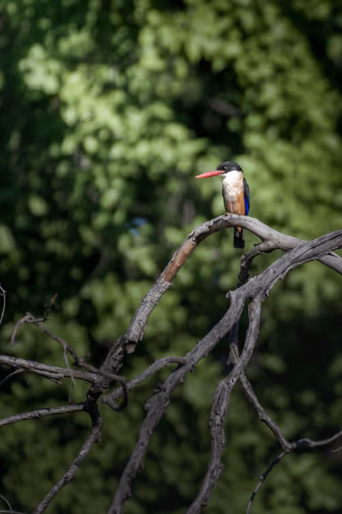 Item #61684684013370051227163866082320023750896296023852719411798081138017056063538 Media