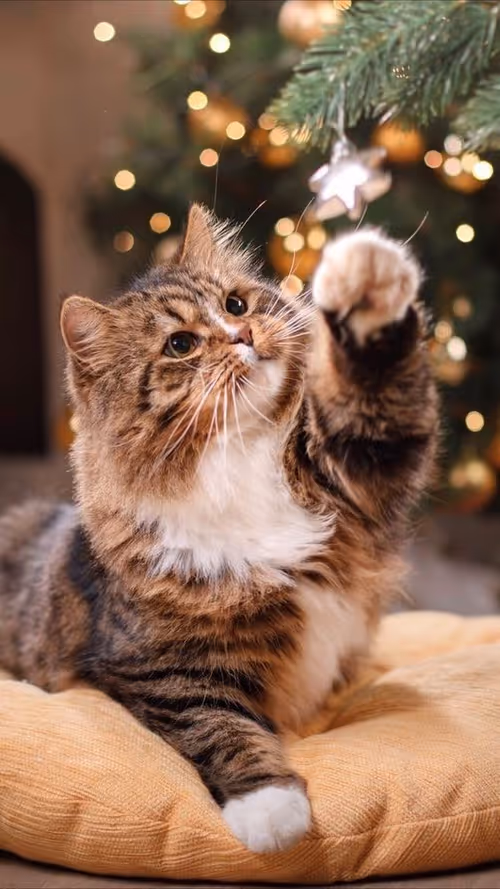 Item #3586666694452580402999415984359331786780732040350884046406760033836647579649 Media