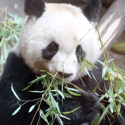 Panda at Beauval zoo