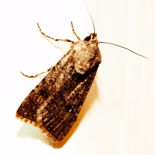 Item #39556124161504789383518585691251009684742444108620509703978735916078266843137 Media