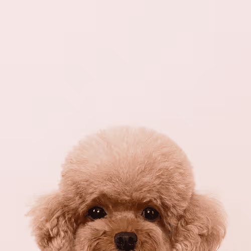 Item #8036610274517614856282005705215780499318604713549687172679363443399367589891 Media