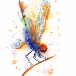 dragon fly