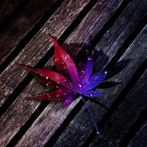 RPB Leaf