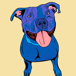 Blueberry Jam Pitbull
