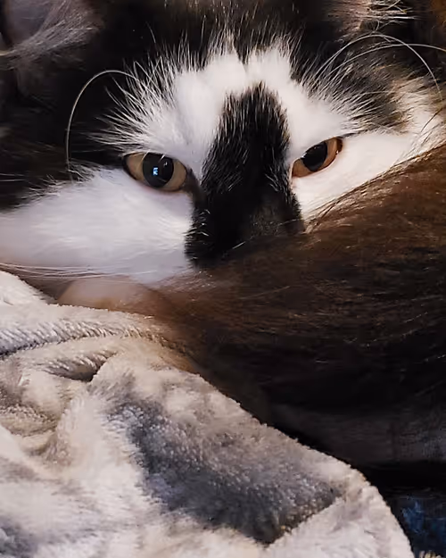 Item #13161020314009032005485822086301964352885579695205061807387255213563536474113 Media