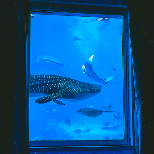 Item #13102272312025286476184440450995986105935218556216459852058431778322458345475 Media