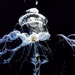 93923887731966639760197662534300547726212510779526051617655967345900471189505