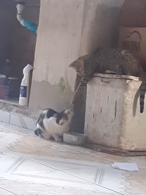 Item #4206968959528382267850550168117913088191590325513865346546053375847527612417 Media