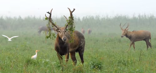 Elk(David's deer)001