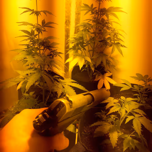 Untitled Collection #28288417