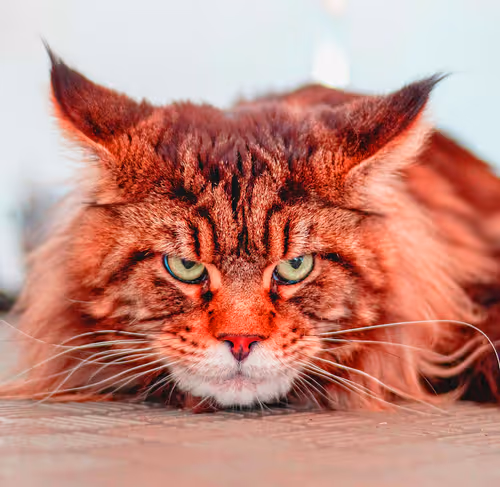 Item #2025594940595728063949820469308153765814371267570652306113433791618070085633 Media