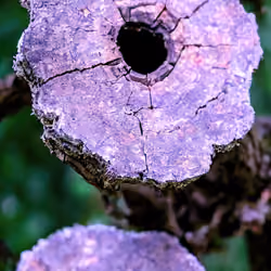 AI reimaining of the flowers of Thunbergia alata