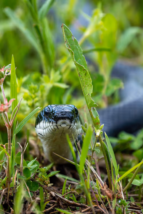 Item #101688571717009762434089317341940249362126227108207836659387340207844914888705 Media