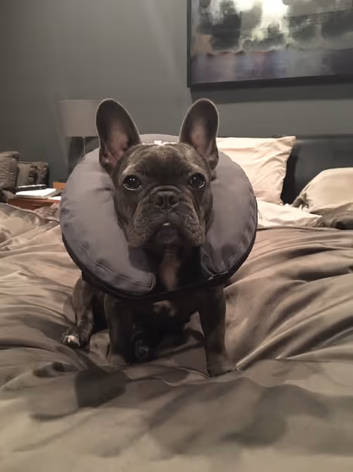 Item #99031261785432219130552668818269695456905868997165113515571762407212161433601 Media