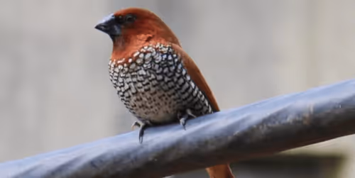 Item #39916610678052500138596211548792698776473563312308341193271399246735404433409 Media