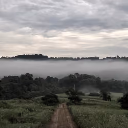 Foggy Trail