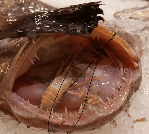 Item #8511522516242972781269803437029277604738090984583122448890383109611312906241 Media