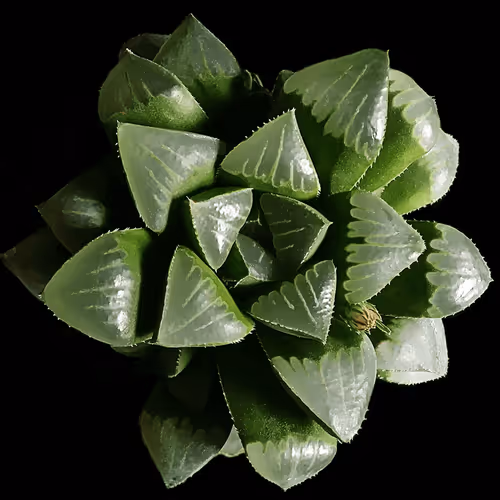 Item #26557395527935103024156889985671342145765592674552831961938483951235187605509 Media