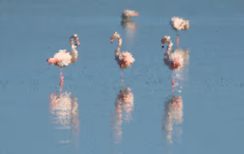 Item #84847574650965292404971500826691156411633346710644691667011505913724315631617 Media