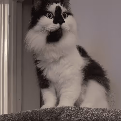 Item #13161020314009032005485822086301964352885579695205061807387255071726536491009 Media