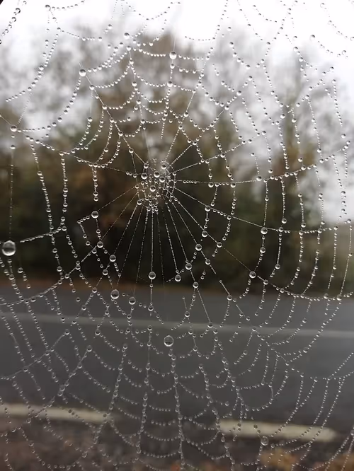 Item #40258061930513279539364952929264840303720080897158071095679508065804661817345 Media