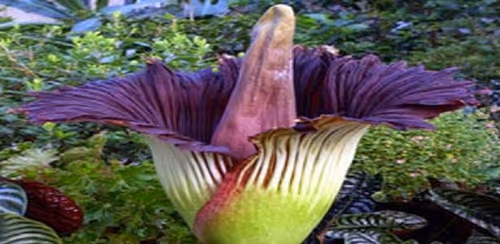 Item #54694948455783164612563415167739383812415822045212173065244330373865514467329 Media