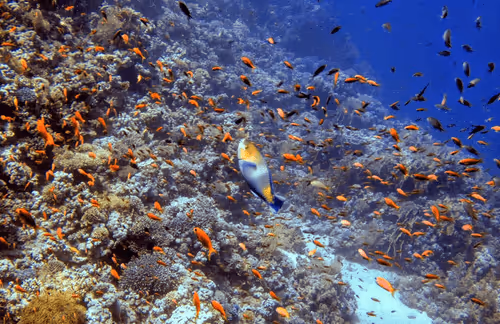 Item #19032294772148781182284612819641724008579829006900072158309399309651374243842 Media