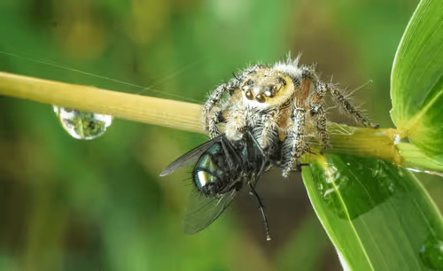 Item #15865915899171171774737831859124075338871041403581464105966369605450582720513 Media