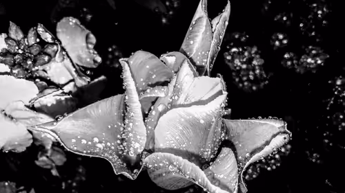 Item #7995611344247337094109922960175663296053708929602191470286983623606154559489 Media