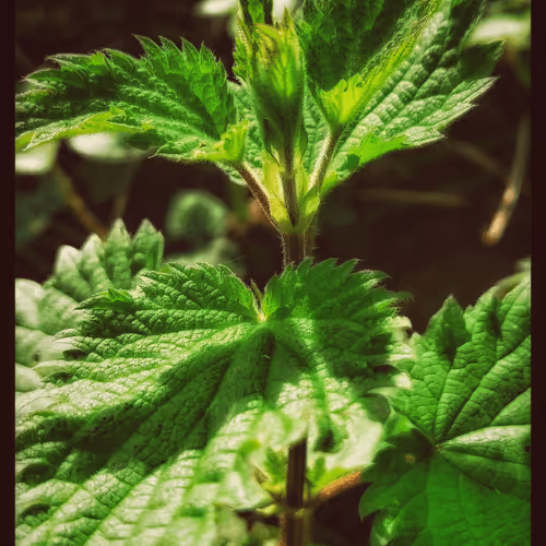 3787080761074609709675817509753112159059746763483256848434353789793361461249