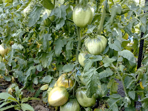 Item #41983459946325006344850038724007157971914249844141491949312559245239789813761 Media