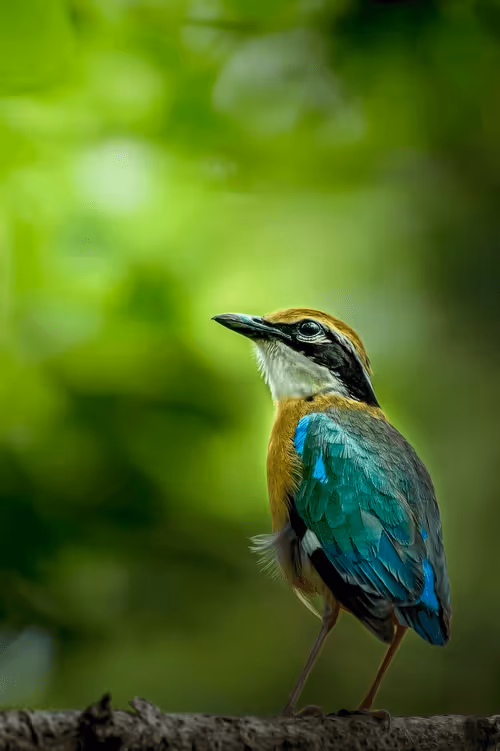 Item #61684684013370051227163866082320023750896296023852719411798081123723404902425 Media