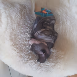 Sphynx Felices suenos