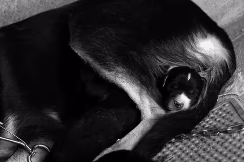 Item #55759144831528513760290913608152882105391237500945405139937590415227030077441 Media