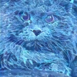 Cat 0045