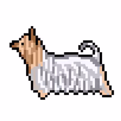 Silky Terrier