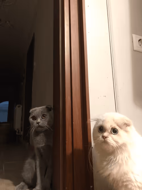 Item #71751047679511305985011817054352364605504148284906352718983005691348846116865 Media