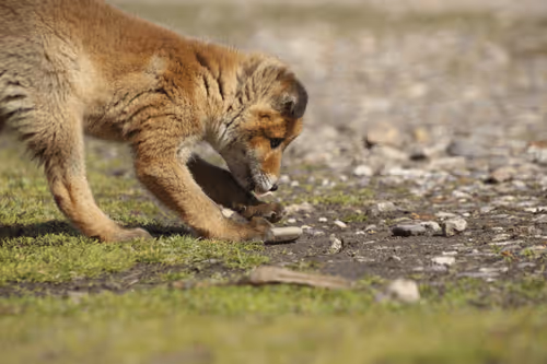 Item #13941605867614837690918824446887130433588477775612288025294768840521644244993 Media