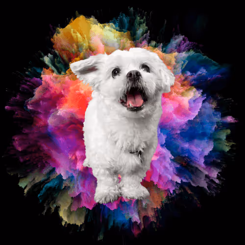 Item #56239973556945340979686789749535475438779907640352577271033901438232443224074 Media